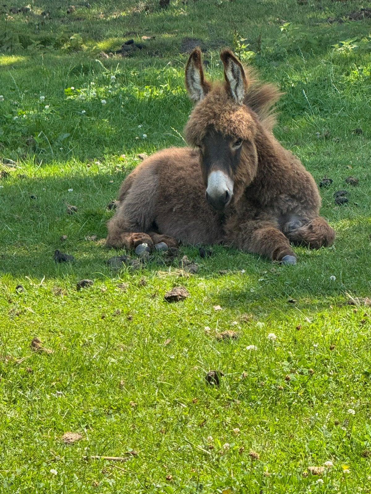 Mini ezel hengt, Dieren en Toebehoren, Februari, Mannelijk