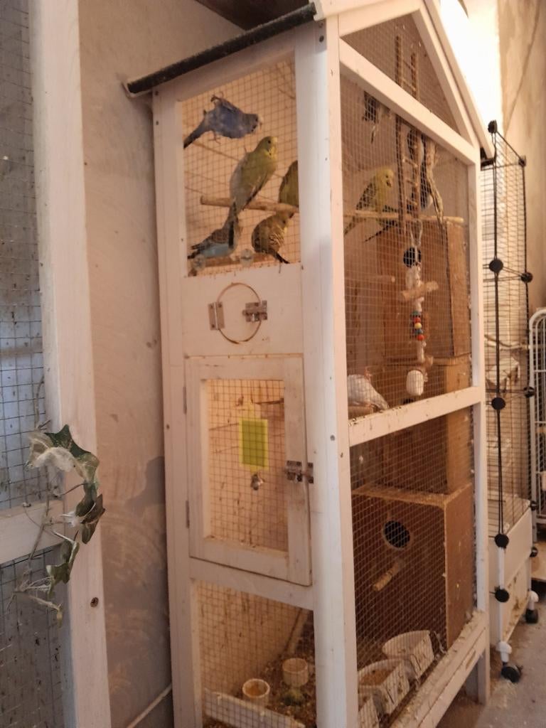 Te koop diverse vogels, Dieren en Toebehoren, Vogels | Overige Vogels, Geslacht onbekend, Tropenvogel, Geringd