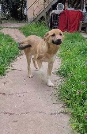 URGENT CHANCE 11 mnd. Bulgarije Vriendelijk/cats/dogs, Dieren en Toebehoren, 15 weken tot 1 jaar, Buitenland, Eén hond, CDV (hondenziekte)