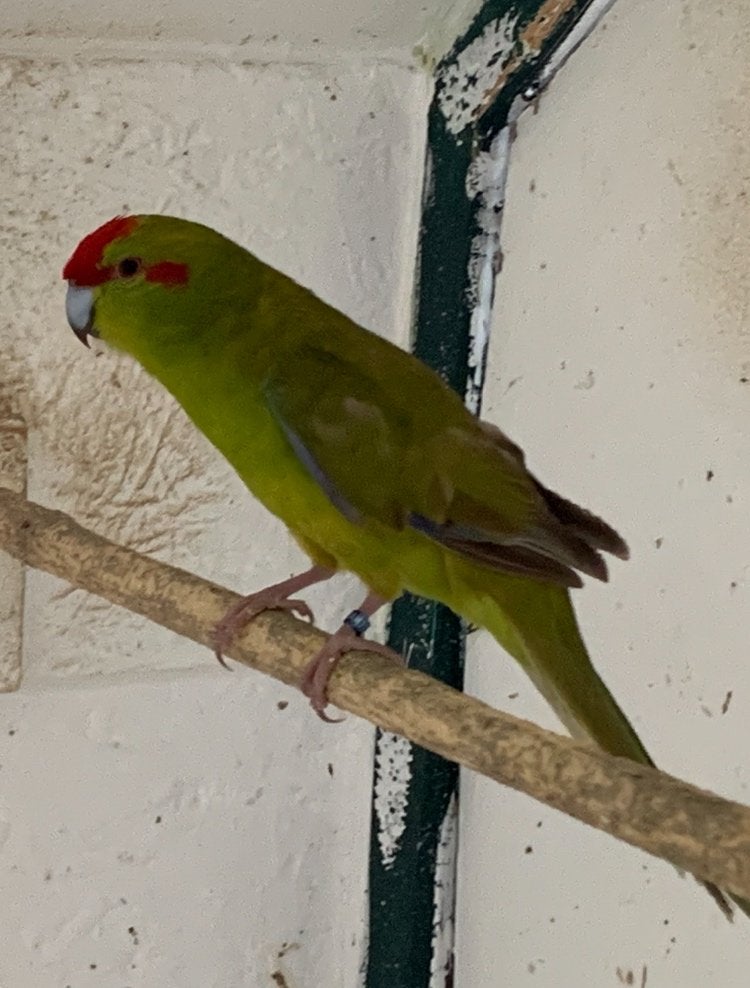 Kakariki, Dieren en Toebehoren, Mannelijk, Parkiet, Geringd