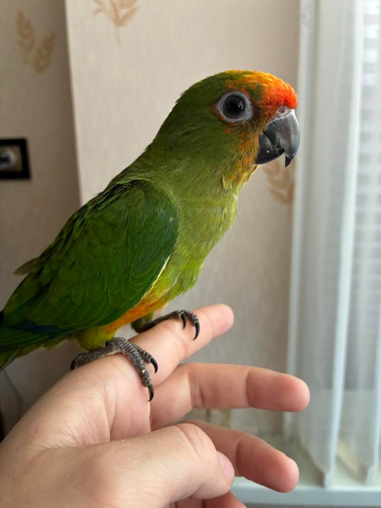 Supertamme baby aratinga/parkiet (11 weken oud), Dieren en Toebehoren, Vogels | Parkieten en Papegaaien, Mannelijk, Parkiet, Tam