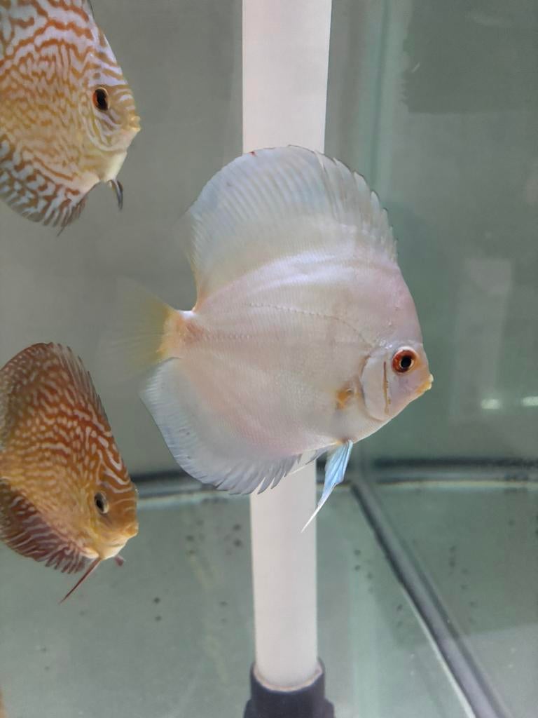 Discus cobalt blue, Vis