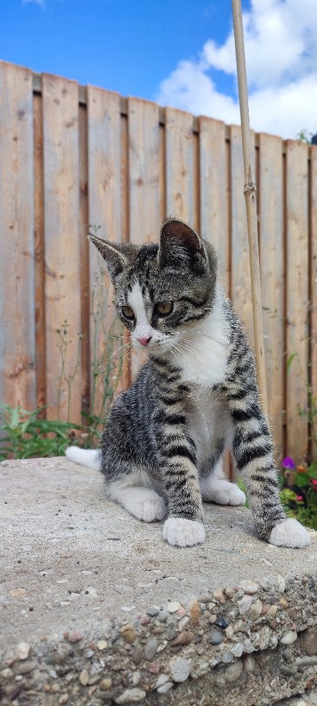 Kittens Poes&Kater, Dieren en Toebehoren, Katten en Kittens | Overige Katten, Meerdere dieren, Kortharig, 0 tot 2 jaar