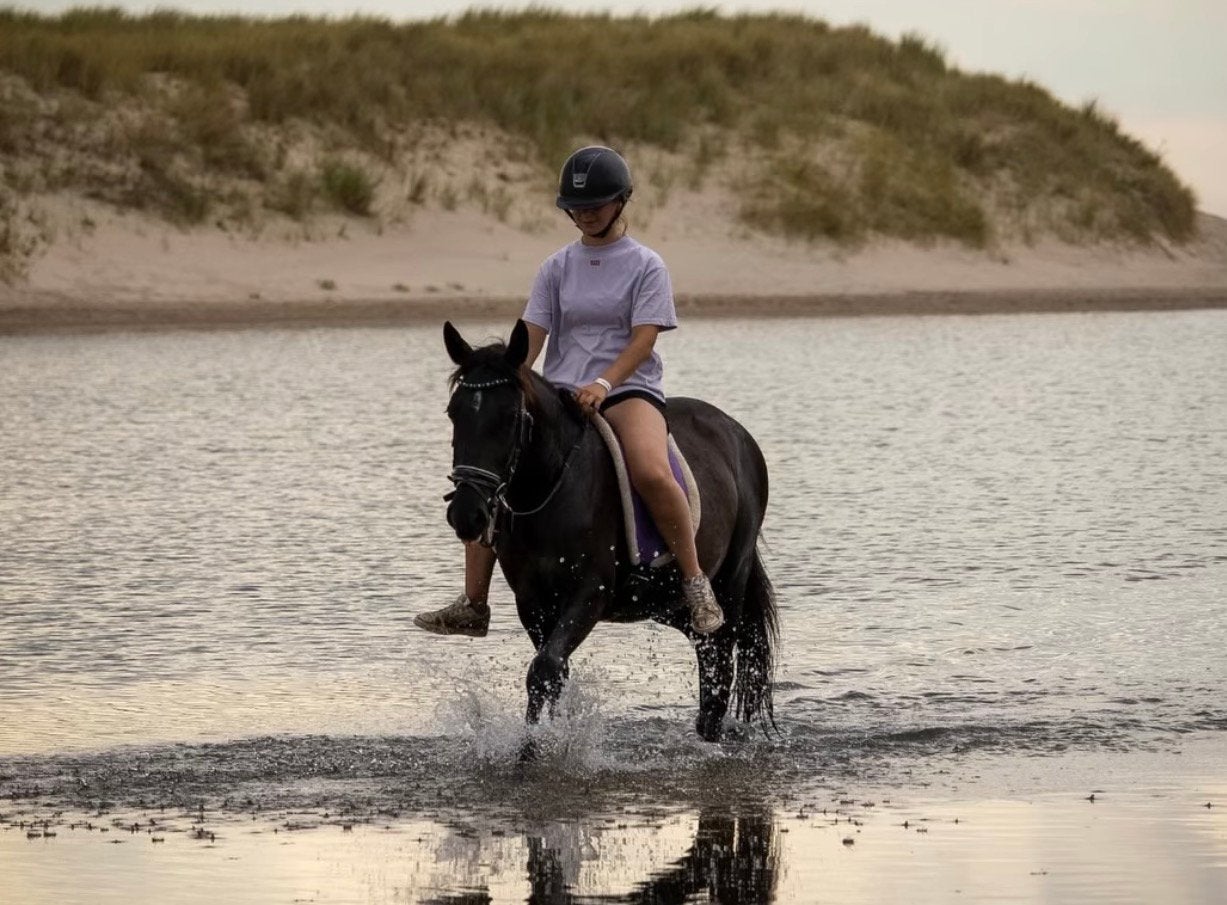 Lieve brave D pony, Ruin, Zadelmak, 3 tot 6 jaar