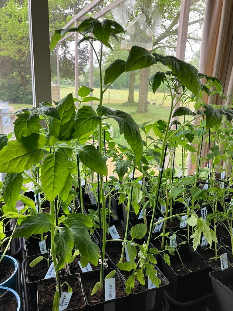 Tomatenplantjes verschillende mooie soorten biologisch, Tuin en Terras, Planten | Tuinplanten, Eenjarig, Groenteplanten, Volle zon