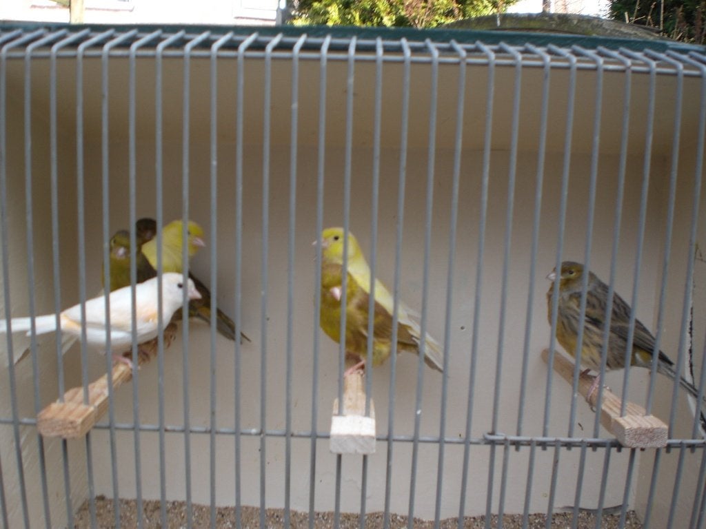 div, kanarie,s, Dieren en Toebehoren, Vogels | Kanaries, Meerdere dieren, Kleurkanarie