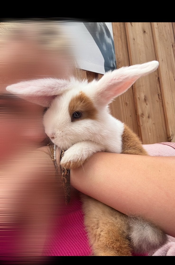Minilopxhollander konijn, Mannelijk, Middelgroot, 0 tot 2 jaar