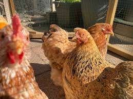 Krielkippen:Welsumer-Barnevelder-Wyandotte-Australorp-Sussex, Dieren en Toebehoren, Vrouwelijk, Kip