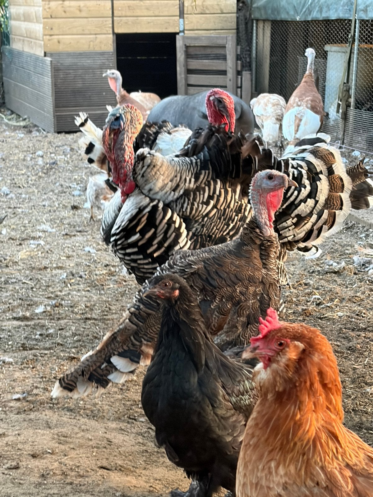 Kalkoen, Dieren en Toebehoren, Pluimvee, Meerdere dieren, Kalkoen