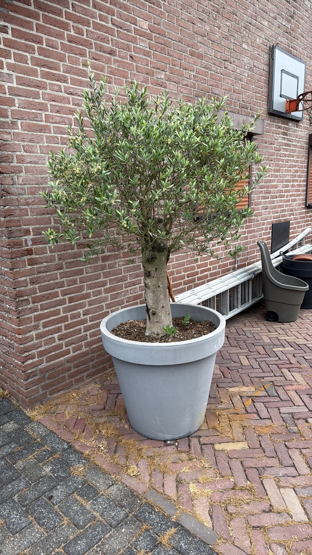 Olijfboom in pot, Ophalen, Overige soorten, Volle zon