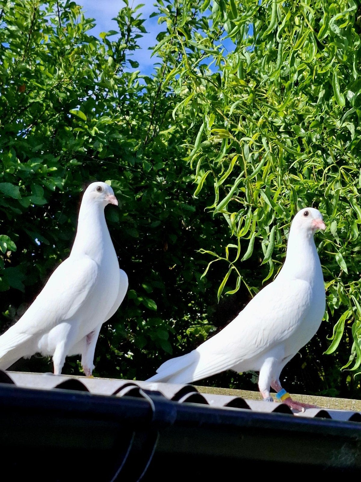 2 Csepeler doffers uit Polen te koop voor €25 p.sin Eibergen, Dieren en Toebehoren, Meerdere dieren, Overige soorten