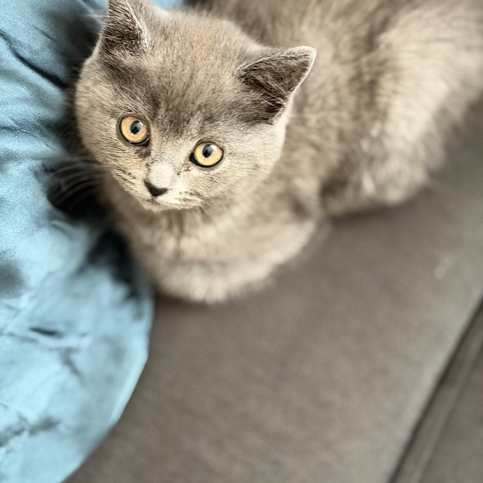 Britse lange haar kittens, Dieren en Toebehoren, Katten en Kittens | Raskatten | Langhaar