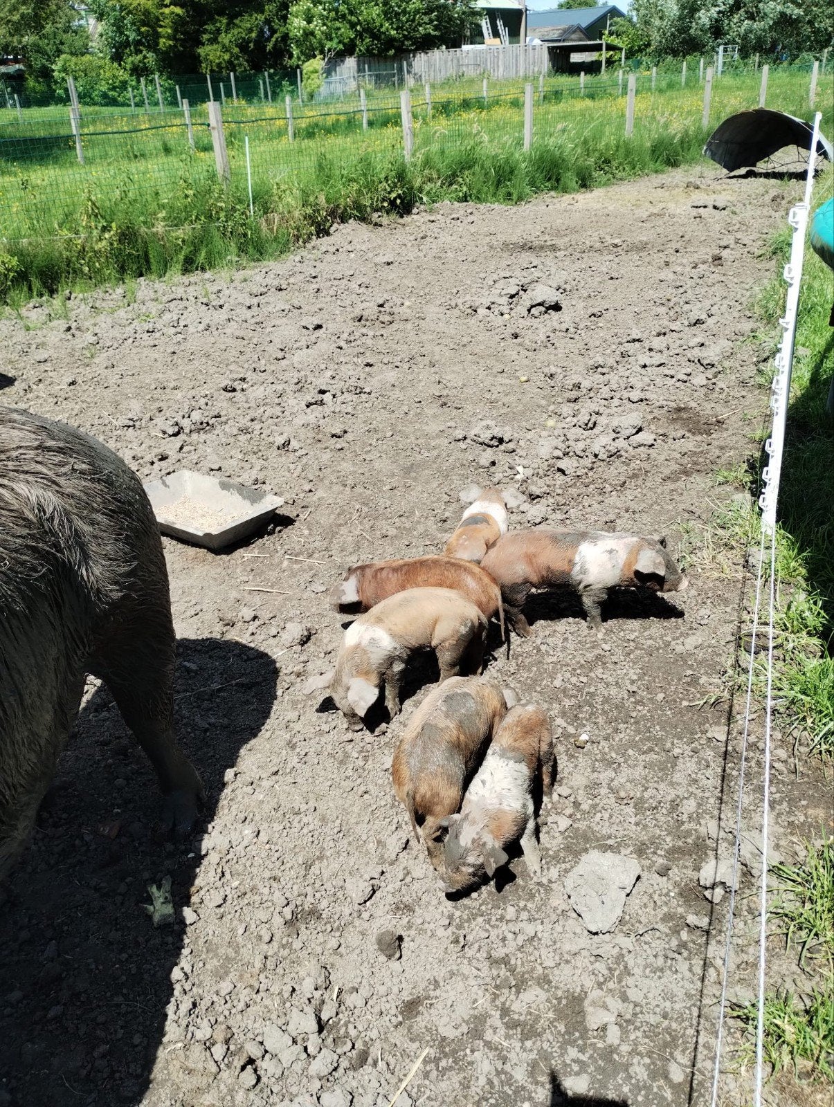 Husumer biggen, Dieren en Toebehoren, Schapen, Geiten en Varkens, Meerdere dieren, Varken