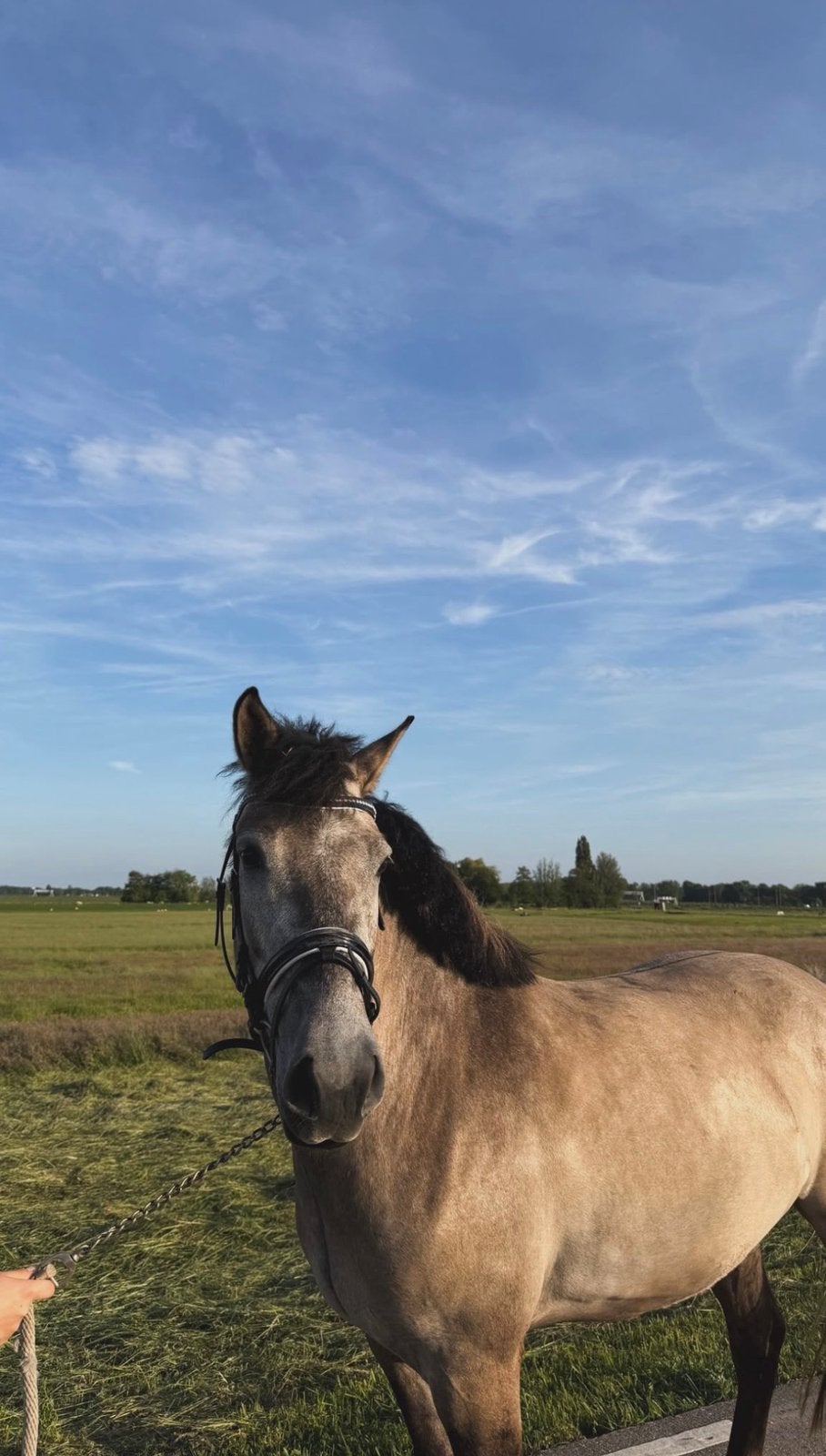 D pony, Dieren en Toebehoren, Ruin, Ingeënt, 3 tot 6 jaar