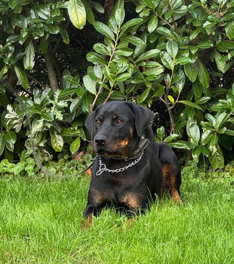 Rottweiler, 15 weken tot 1 jaar, Overige rassen, Teef, Eén hond