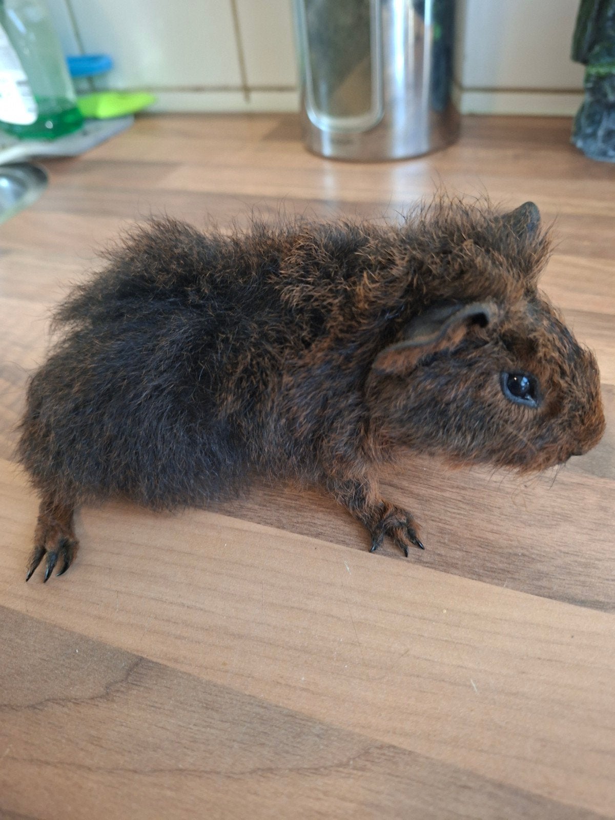 cavias beertjes, Cavia, Augustus, Mannelijk, Tam