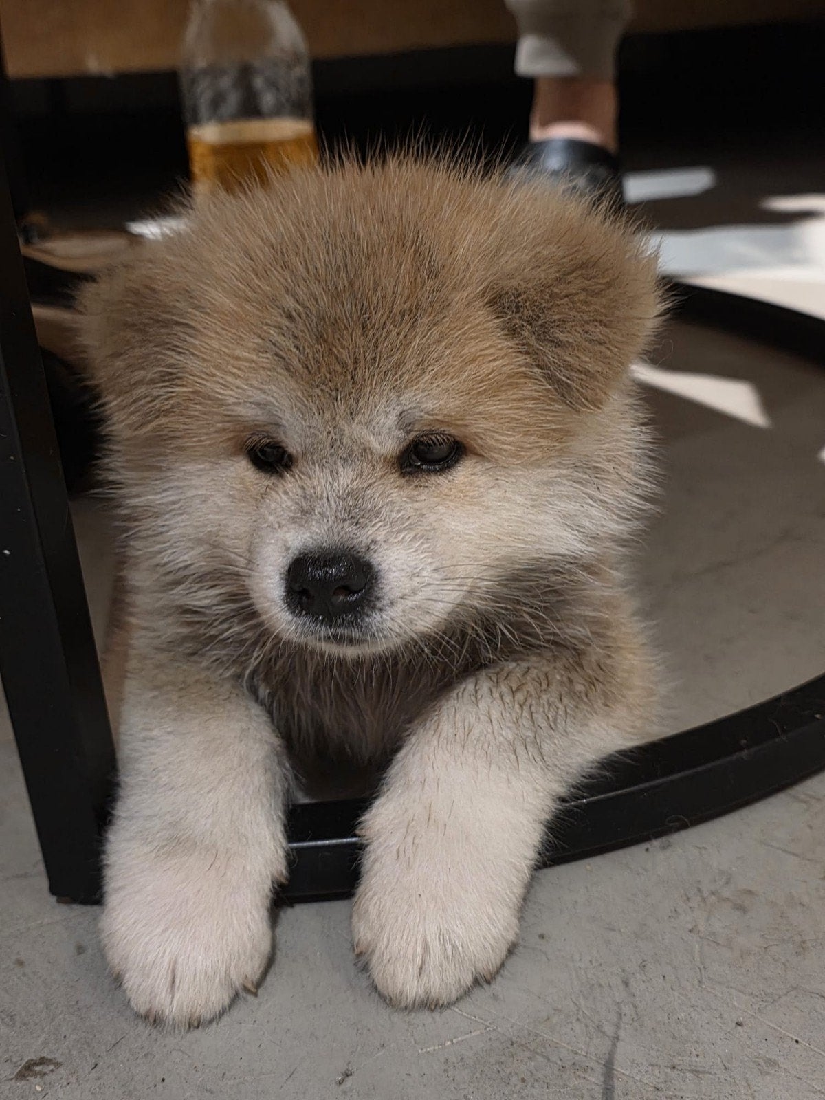 akita inu puppy's, Dieren en Toebehoren, Poolhond, Meerdere, Meerdere dieren, Nederland