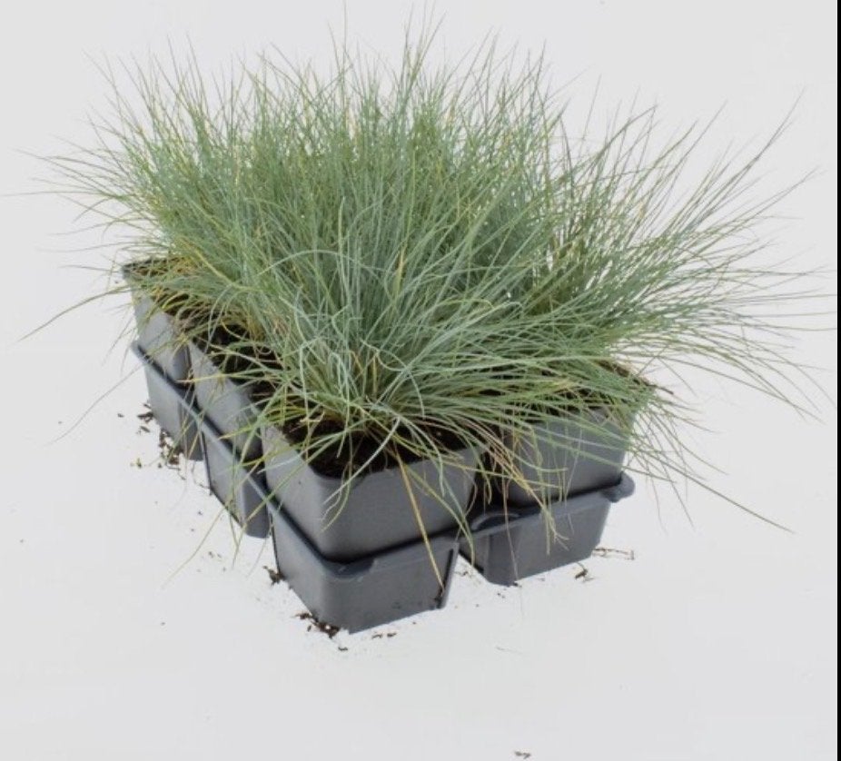 Festuca Gautieri 'Elijah Blue' P9 - Blauw Zwenkgras, Volle zon, Vaste plant, Siergrassen, Ophalen of Verzenden