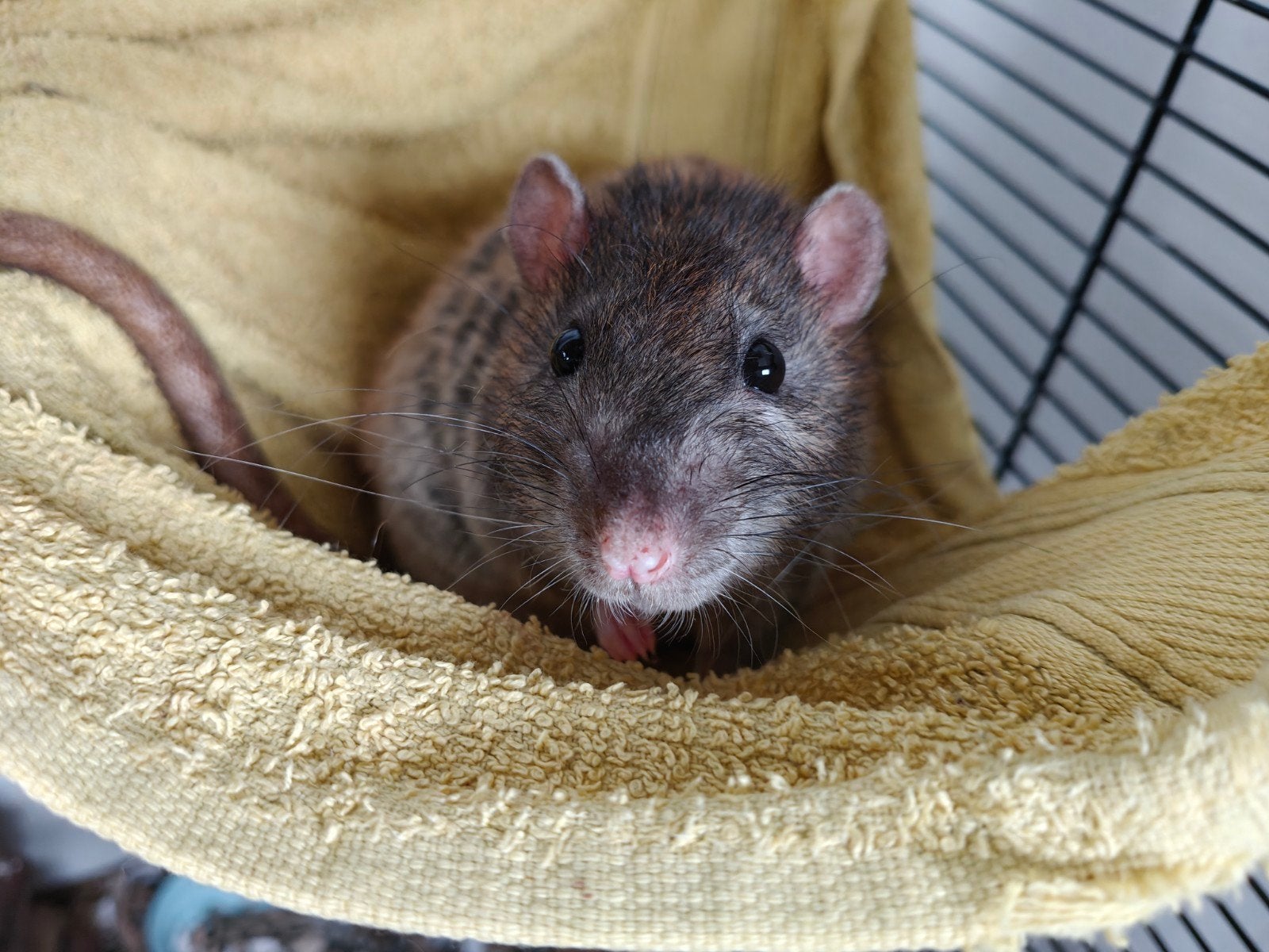 Oude rat truffel zoekt een vriendje, December, Mannelijk, Rat