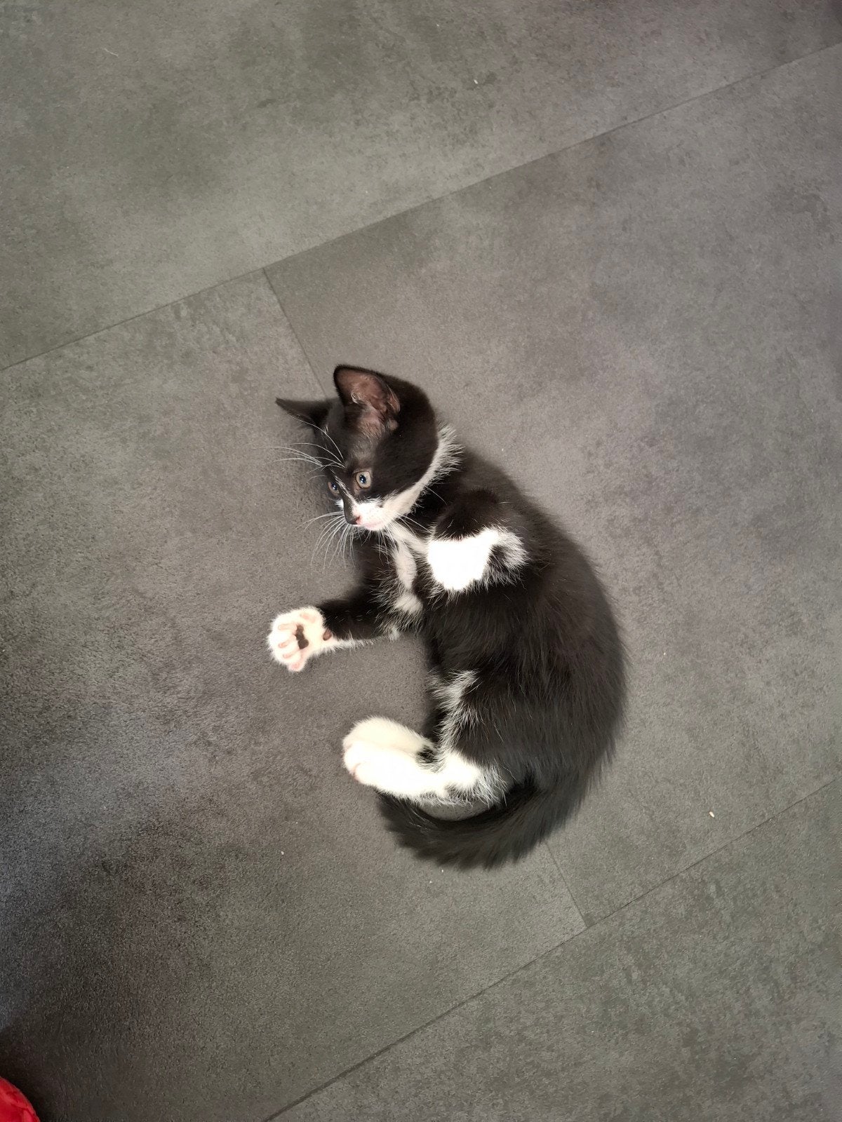 2 Mooie kittens te koop, Dieren en Toebehoren, Katten en Kittens | Overige Katten, Poes