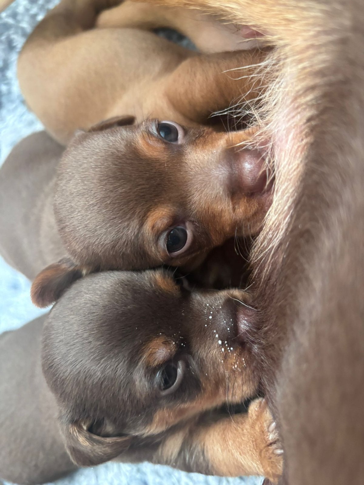 Prachtige choco tan en liver tan Jack Russel pups, Dieren en Toebehoren, 8 tot 15 weken, Teef, Parvo, Meerdere