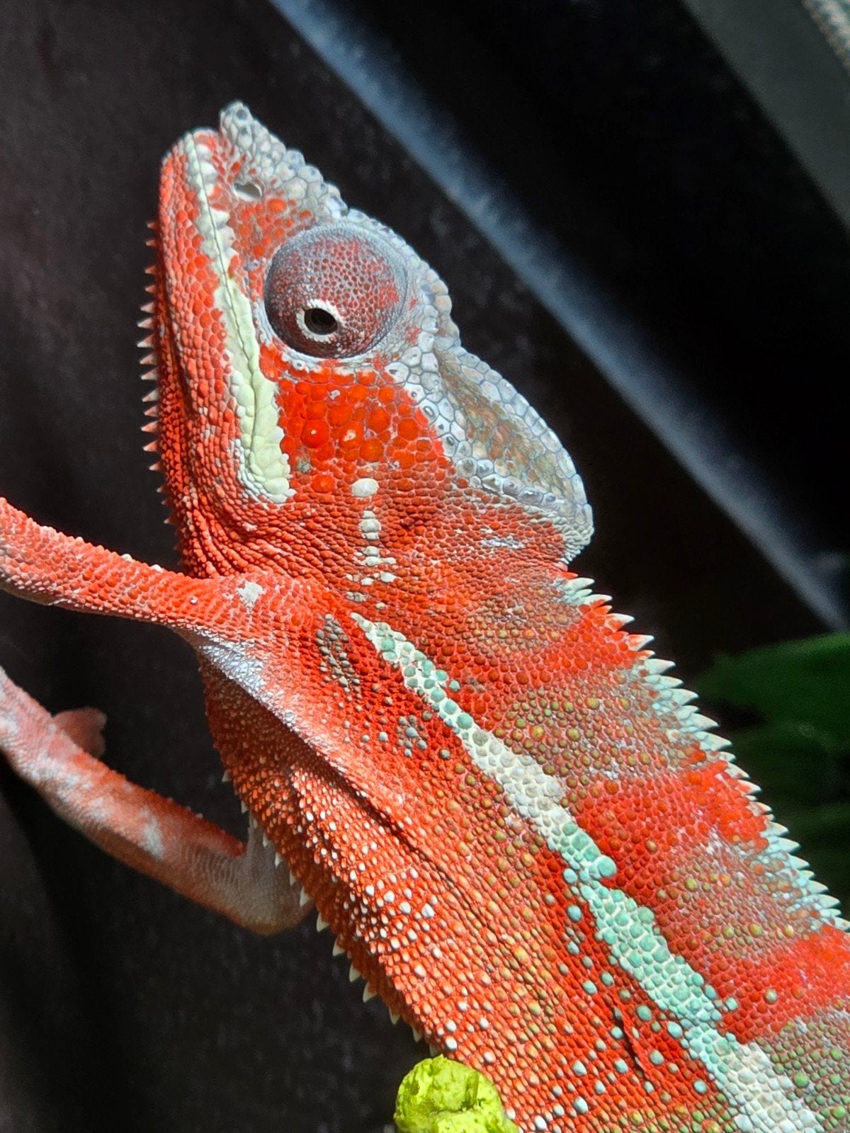 Prachtige panterkameleon (Furcifer pardalis ambilobe red) Chameleon - unknown for sale from LOST TREASURES