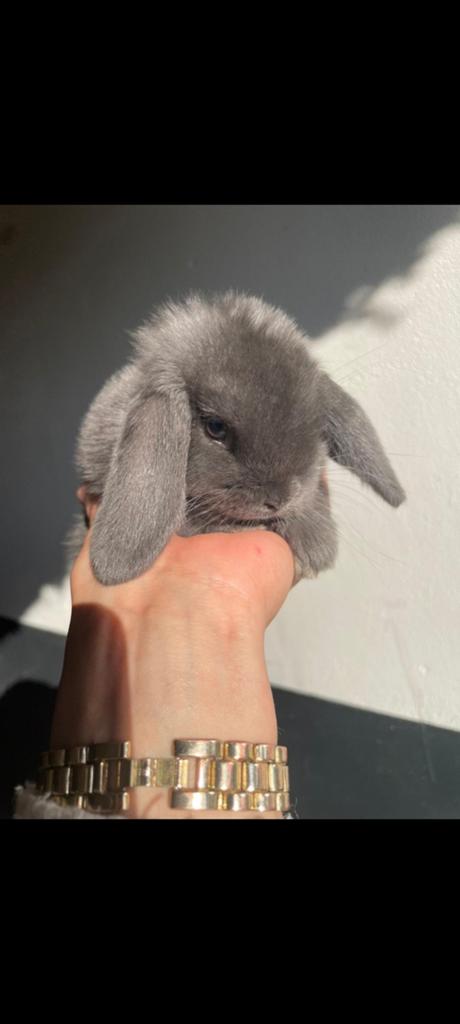 Raszuivere minilop konijnen 🩷🩵, Meerdere dieren, Dwerg, Hangoor, 0 tot 2 jaar