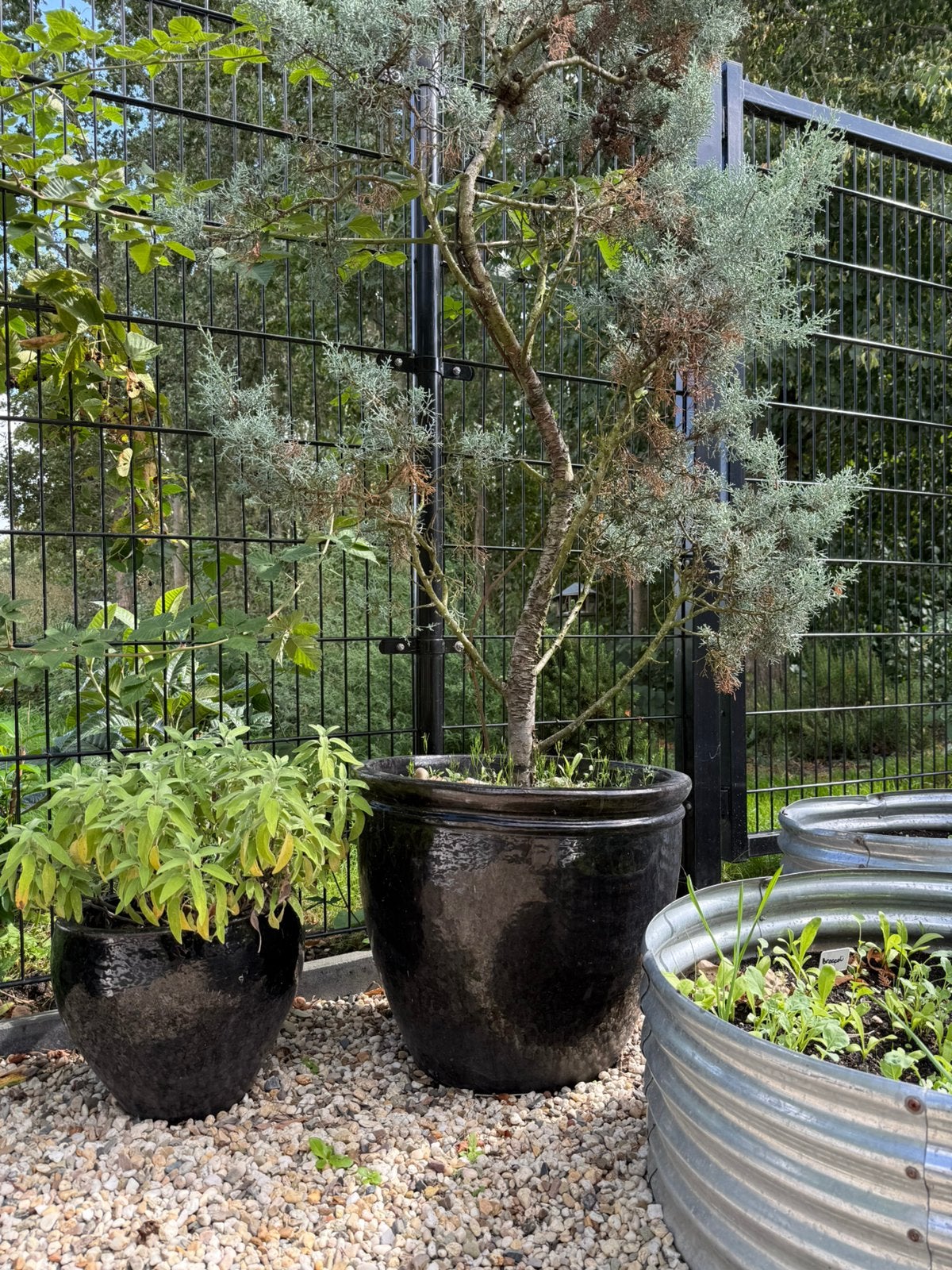 Grote pot met plant, Tuin en Terras, 100 tot 250 cm, Zomer, Palmboom, Ophalen
