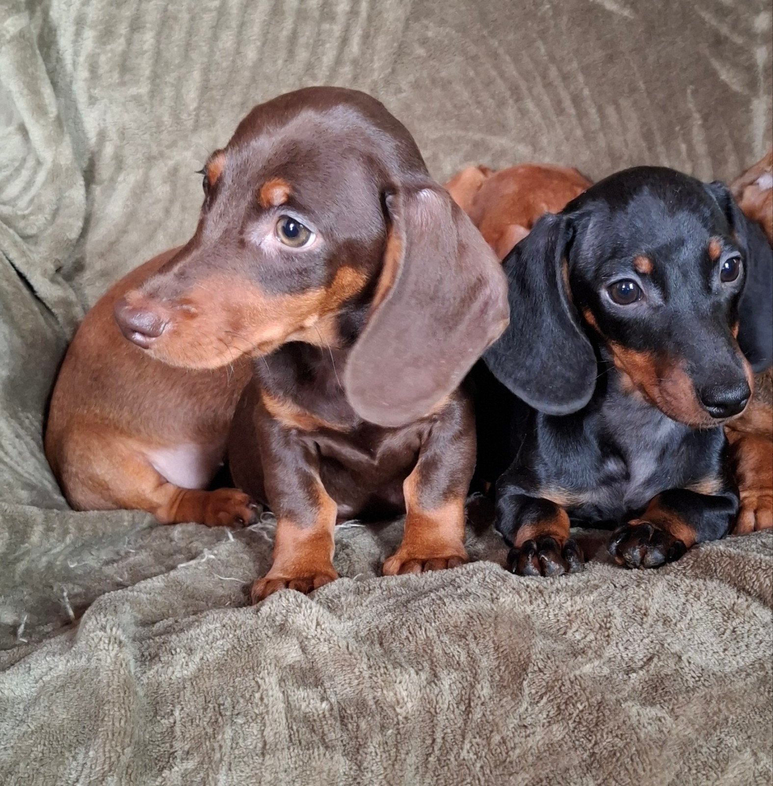 Lieve kortharige teckel puppys pups kleine standaard, Standaard, 8 tot 15 weken, Korthaar, Meerdere