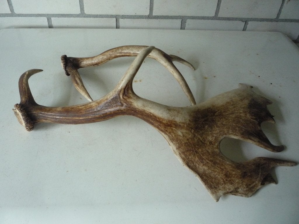 damhert stangen, Verzamelen, Dierenverzamelingen, Ophalen of Verzenden, Gebruikt, Beeldje of Figuurtje