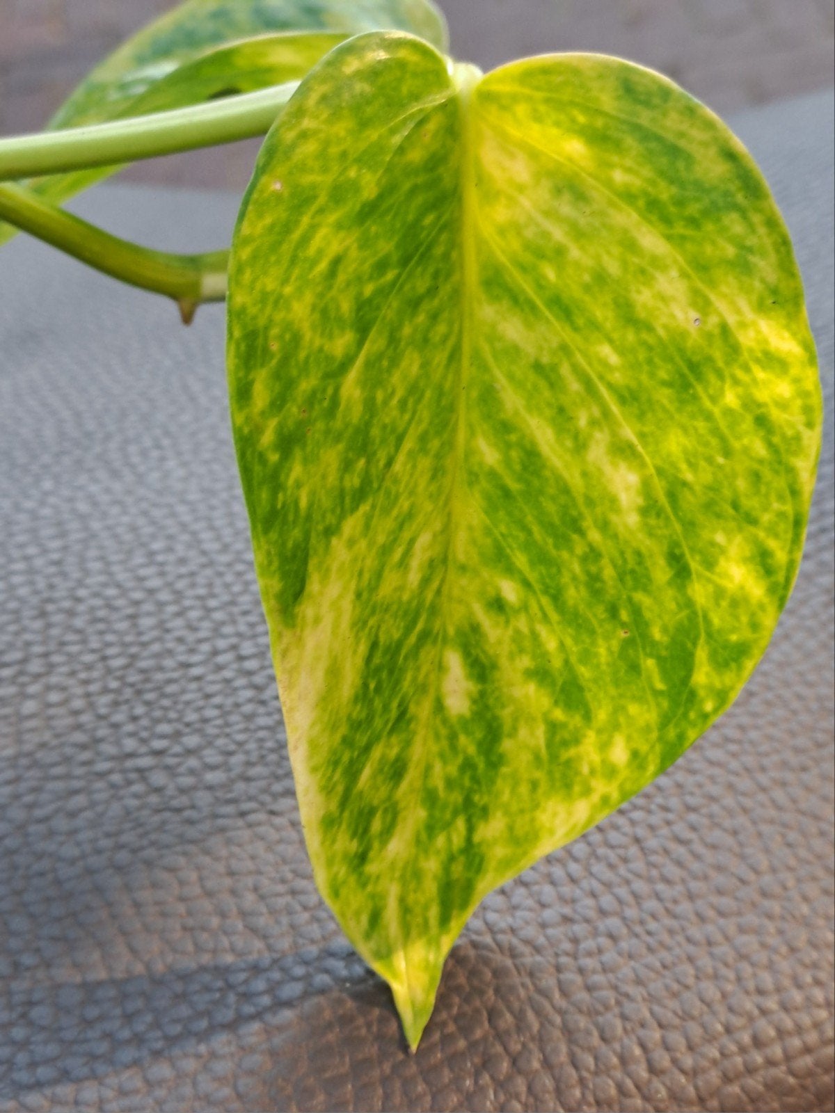 Epipremnum Aureum, Ophalen of Verzenden, Halfschaduw, Minder dan 100 cm