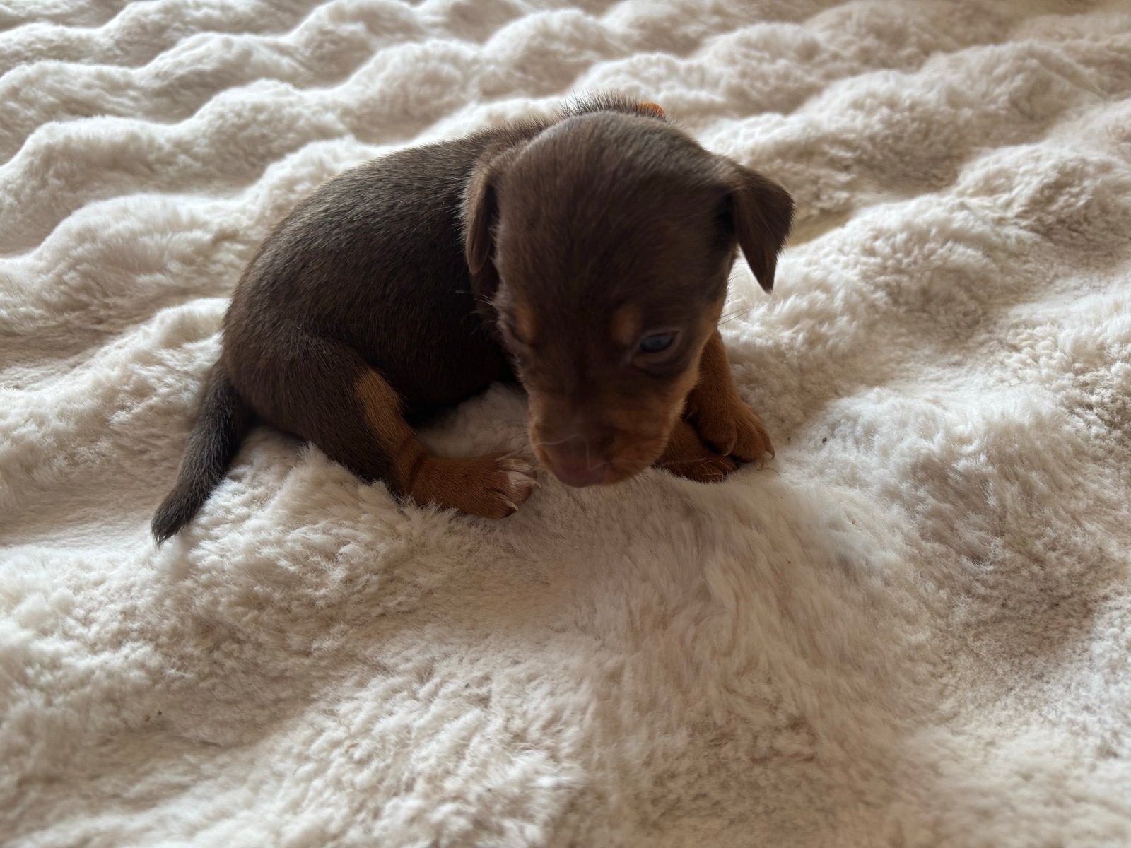 Jack russel puppy’s, Jack Russell Terriër, 8 tot 15 weken, Parvo, Meerdere