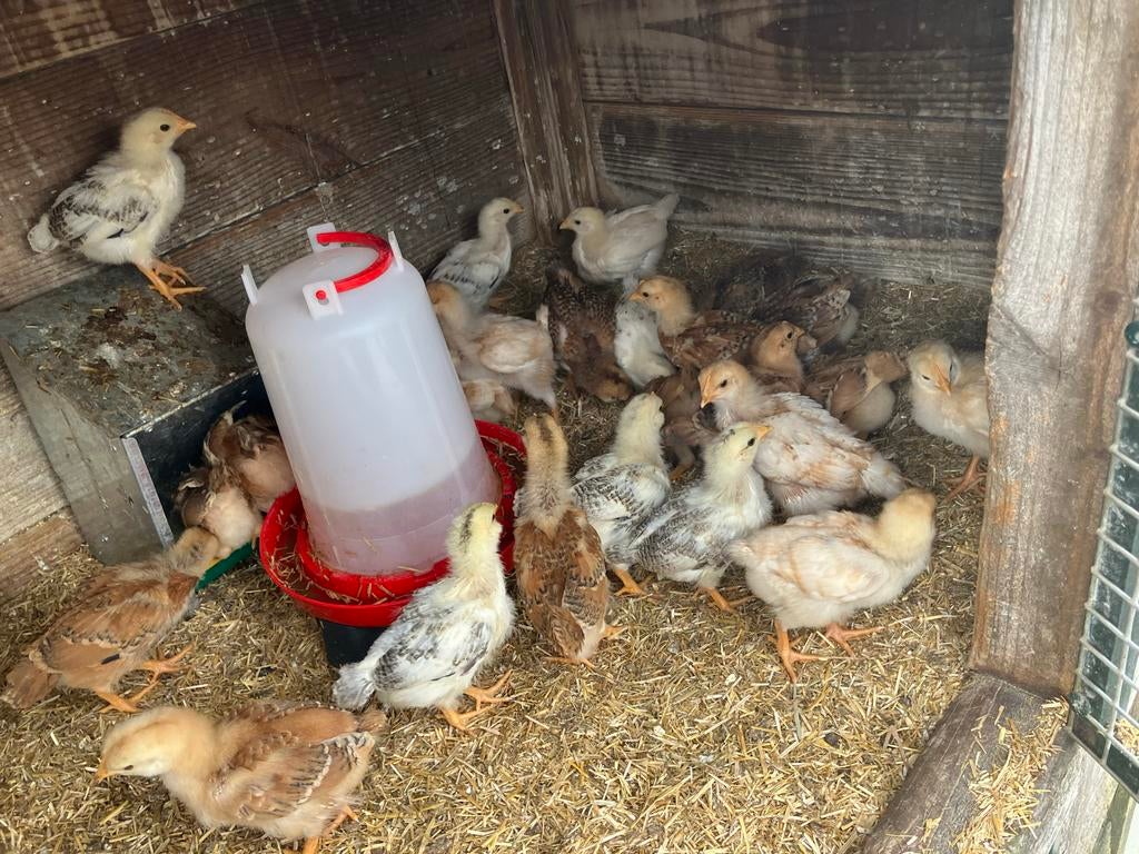 Nog enkele kuikentjes te koop, Dieren en Toebehoren, Pluimvee | Toebehoren, Ophalen, Overige typen