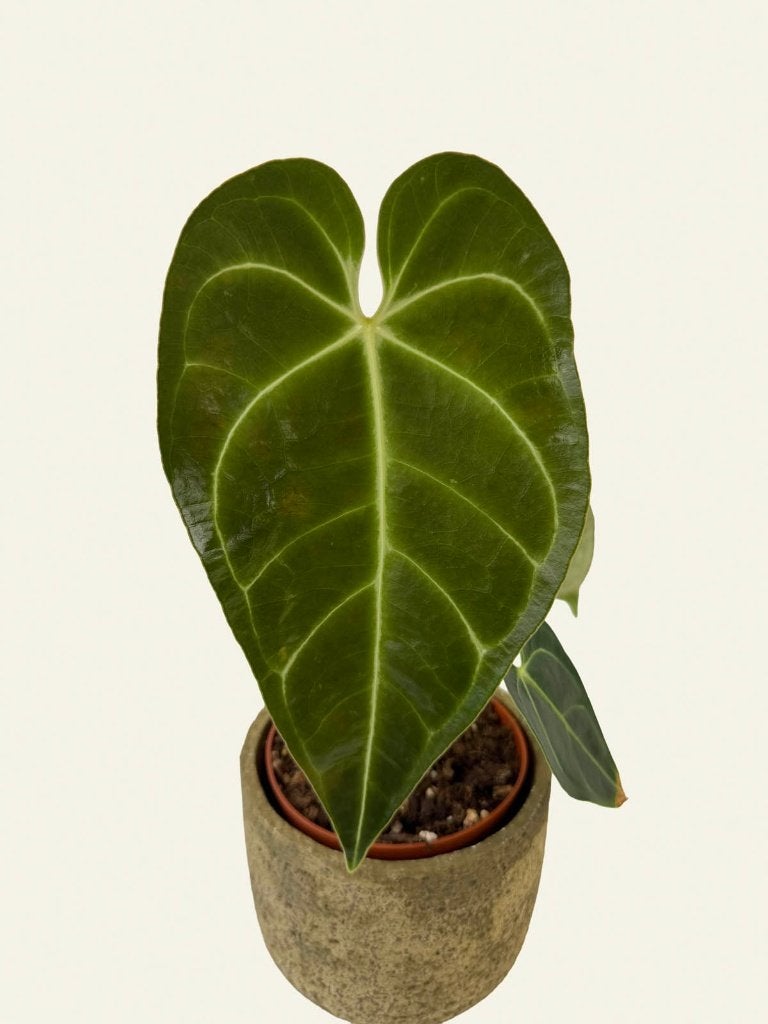 Anthurium Regale, Huis en Inrichting, Ophalen of Verzenden, Halfschaduw, Minder dan 100 cm