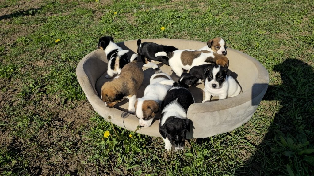 Te koop jack russel pups, Jack Russell Terriër, 8 tot 15 weken, Meerdere, Meerdere dieren