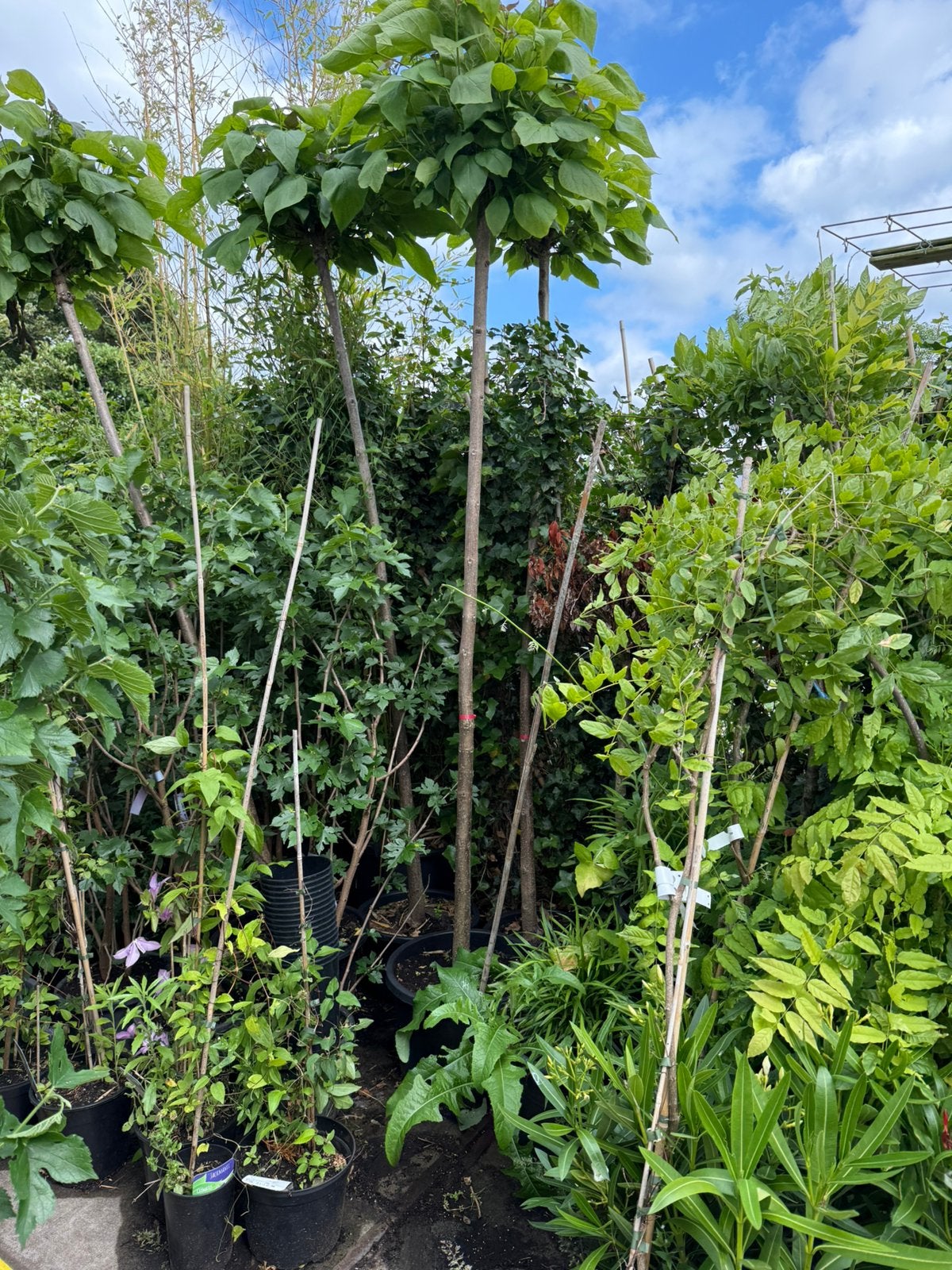 Aanbieding bol katalpa stam 200 cm dan de bol potgekweekt, Tuin en Terras, Planten | Bomen, Bloeit niet, Ophalen of Verzenden
