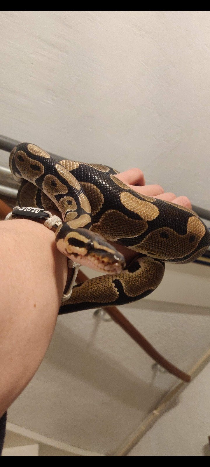 Koningspython(s) Ball Python photo 4