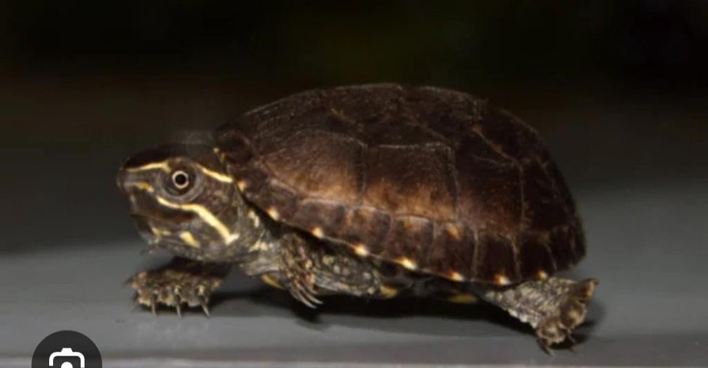 Gezocht water schildpadjes baurii of  muskus, Dieren en Toebehoren, Reptielen en Amfibieën, 0 tot 2 jaar
