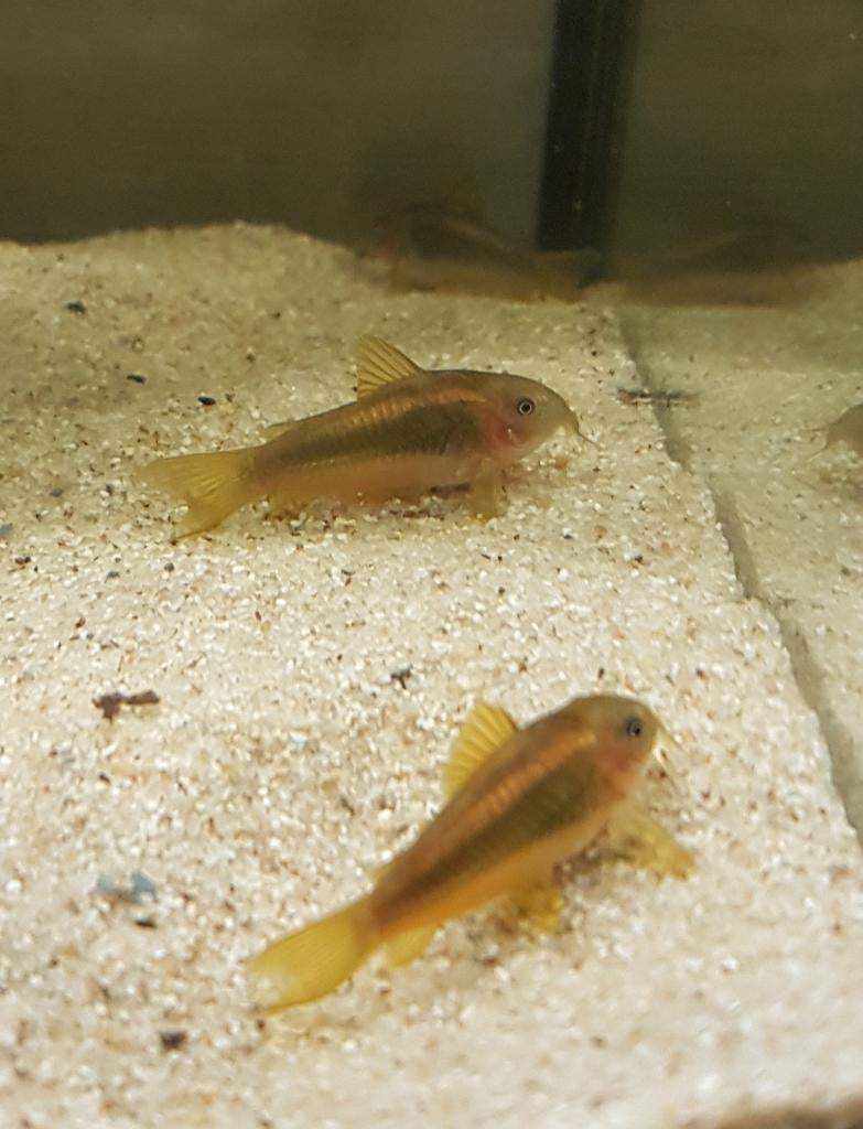 Corydora goldline CW10, Vis, Zoetwatervis, Schoolvis