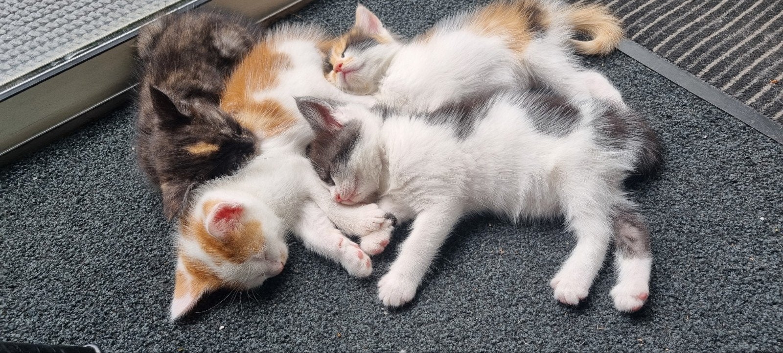 X Maine coon kittens vier stuks 75% maine coon, Dieren en Toebehoren, Meerdere dieren, Ontwormd, 0 tot 2 jaar
