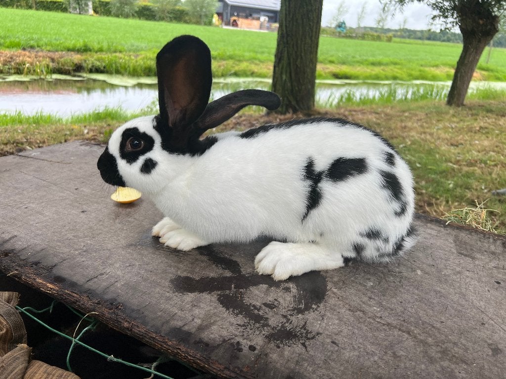 Lotharinger- groot - ram, Dieren en Toebehoren, Konijnen, Mannelijk, Groot, 0 tot 2 jaar