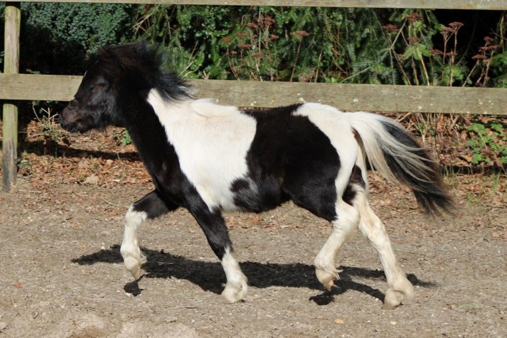 Buitenkans! Prachtig 1e premie NMPRS minipaardje, Hengst, A pony (tot 1.17m), 0 tot 2 jaar