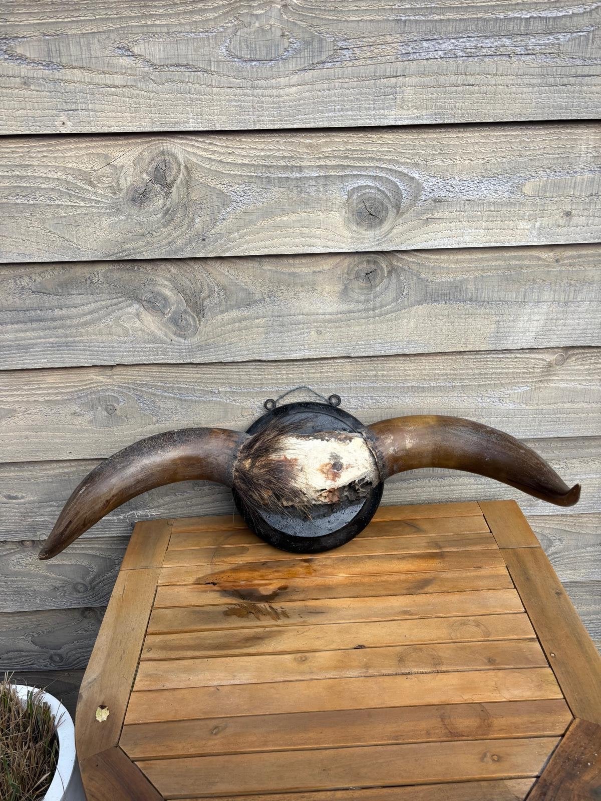 Decoratief Schedel met Hoorns op Houten bord, Ophalen, Gebruikt, Meerkleurig, Decoratieobject