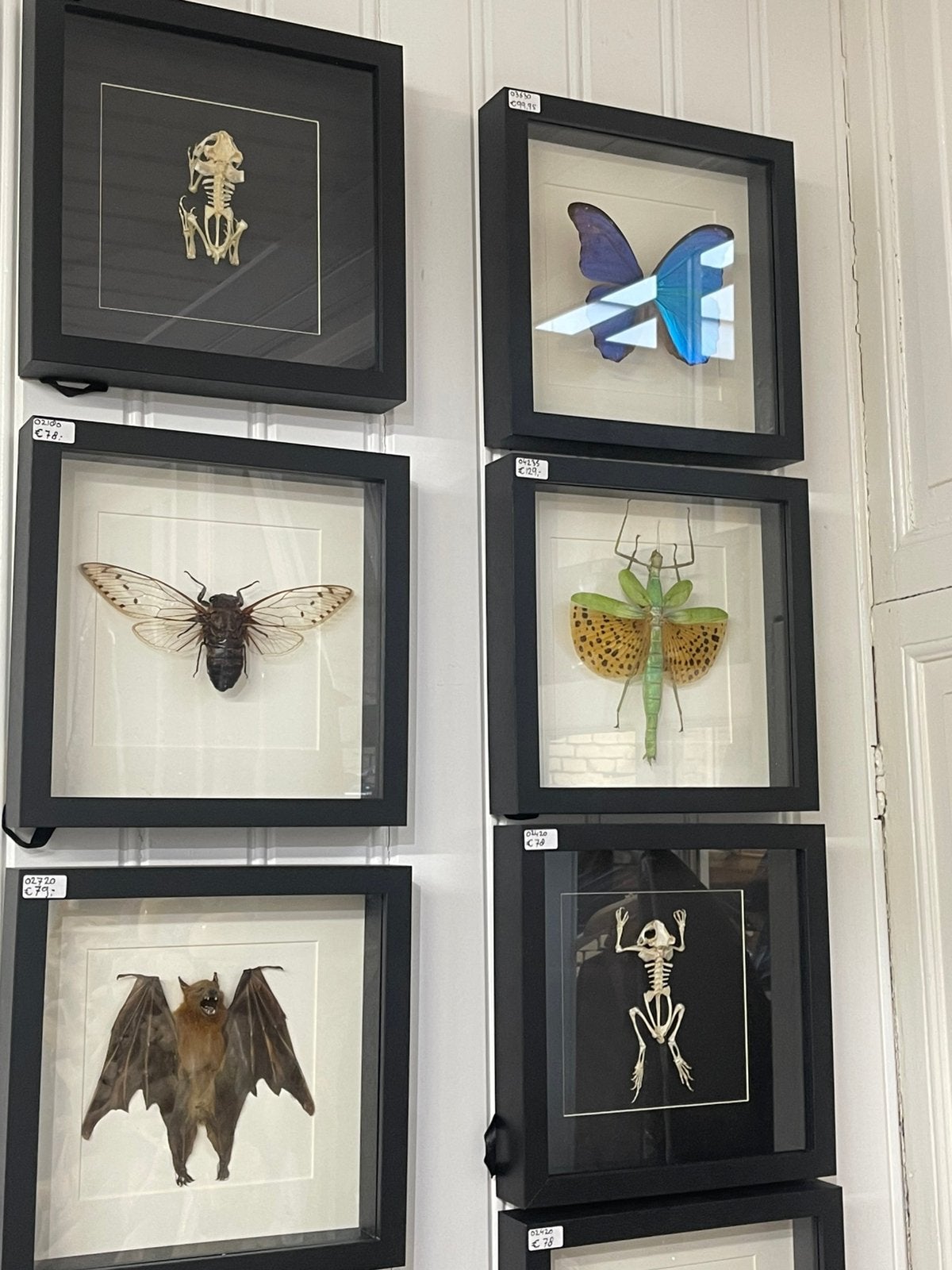 Opgezetten insecten in lijst, Ophalen of Verzenden, Zo goed als nieuw, Beeldje of Figuurtje