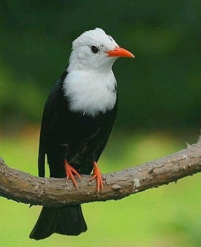 gezocht koppel witkop buulbuul, Dieren en Toebehoren, Meerdere dieren, Tropenvogel, Geringd