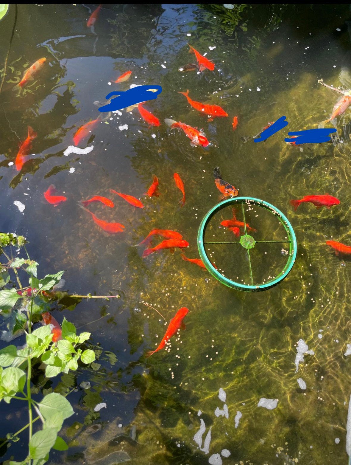 GRATIS: goudvissen vijver / vijverplanten, Vis