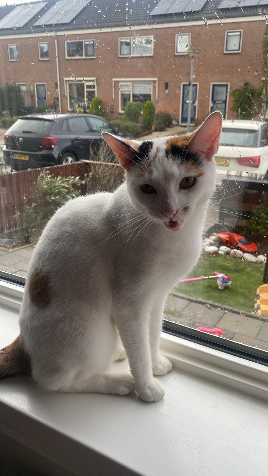 Onze poes zoekt een goed huisje