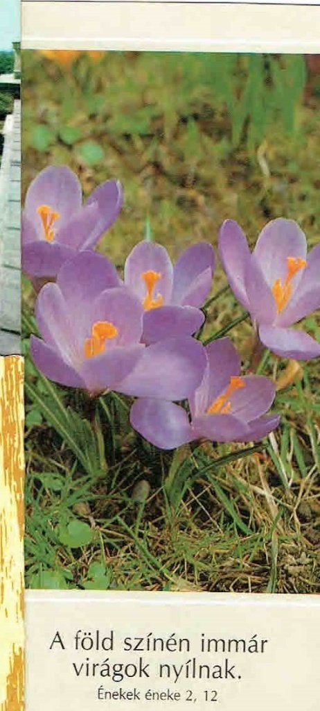 Hongarije 1987 Bloemen Paarse Krokussen Zegels! > Bodegraven, Verzenden, 1980 tot heden, Gelopen, Natuur