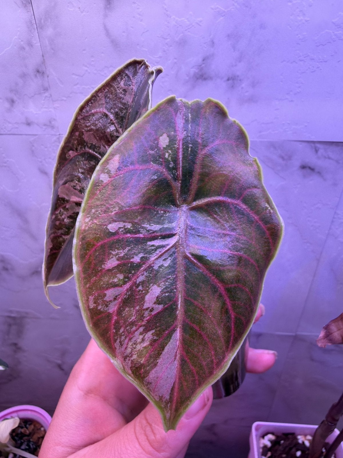 Alocasia Azlanii Albo/pink Variegata uit corm, Huis en Inrichting, Kamerplanten, Ophalen of Verzenden, Halfschaduw, Minder dan 100 cm