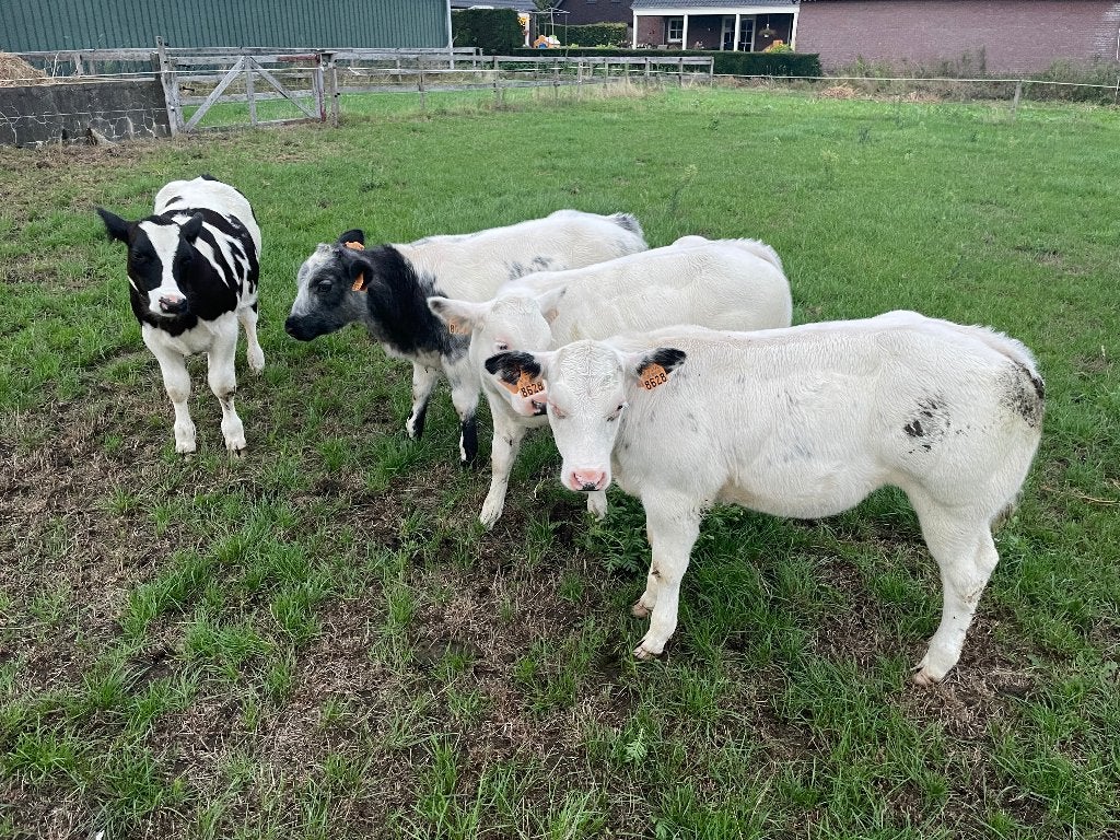 Dikbil Vaarskalveren, Dieren en Toebehoren, Runderen, Vrouwelijk, 0 tot 2 jaar